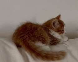 The star has also adopted a cat whom she named River.